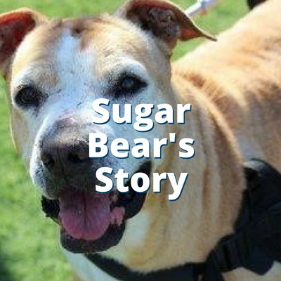 Sugar Bear's Story