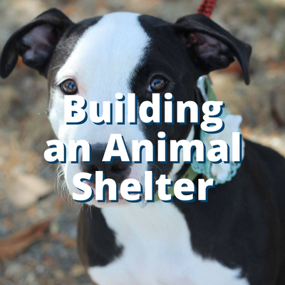 Building an Animal Shelter