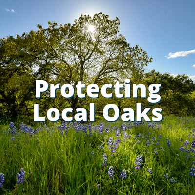 Protecting Local Oaks